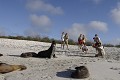 Touristes autours d'une otaries des galapagos (Zalophus californianus wollebaeki) île de Española - Galapagos Ref:36387