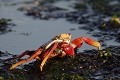 Crabe des Galapagos (Grapsus grapsus) - île de Santiago - Galapagos Ref:36411