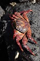 Crabe des Galapagos (Grapsus grapsus) Ref:36412