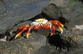 Crabe des Galapagos (Grapsus grapsus)  Ref:36416