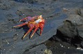 Crabe des Galapagos (Grapsus grapsus)  Ref:36417