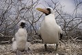 Fou masqué (Sula dactylatra) - île de Genovesa - Galapagos Ref:36773