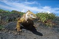 Iguane terrestre des Galapagos (Conolophus subcristatus) Ref:36880