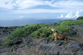 Iguane terrestre des Galapagos (Conolophus subcristatus) Ref:36881
