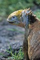 Iguane terrestre des Galapagos (Conolophus subcristatus) Ref:36886