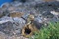 Iguane terrestre des Galapagos (Conolophus subcristatus) Ref:36887