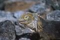 Iguane terrestre des Galapagos (Conolophus subcristatus) Ref:36888