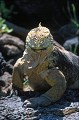 Iguane terrestre des Galapagos (Conolophus subcristatus) Ref:36889