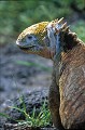 Iguane terrestre des Galapagos (Conolophus subcristatus) Ref:36890