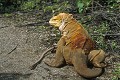 Iguane terrestre des Galapagos (Conolophus subcristatus) Ref:36892