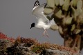 Mouette à  queue d'aronde (Larus furcatus) - île de Sourh Plaza - Galapagos Ref:36923