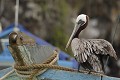 Pélican Brun à  la proue d'un Bateau dans le port de Puero Ayora - île de Santa Cruz - Galapagos Ref:37018
