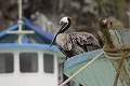 Pélican Brun à  la proue d'un Bateau dans le port de Puero Ayora - île de Santa Cruz - Galapagos Ref:37019