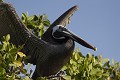 Pélican brun des Galapagos (Pelecanus occidentalis urinator) - île de Santa Cruz (caleta Tortuga Negra) Galapagos  Ref:37020
