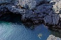 Tortue verte (Chelonia mydas) - île de Santiago - Glapagos Ref:37046