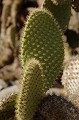 Cactus géant (Opuntia echios) - Détail de raquettes, île de south Plaza - Galapagos Ref:37049