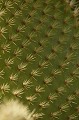 Cactus géant (Opuntia echios) - Détail de raquettes, île de south Plaza - Galapagos Ref:37050