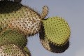 Cactus géant (Opuntia echios) - Détail de raquettes, île de south Plaza - Galapagos Ref:37051