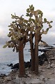 cactus géants (Opuntia Cactaceae) - ïle de Santa Fé -  Galapagos Ref:37066