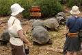 Touristes autours de tortues Géantes à la station Charles Darwin - Santa Cruz - Galapagos Ref:37078