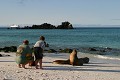 Face à Face inter-espèces - plage de Gardner Bay - île de Española - Galapagos Ref:37080