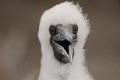  
 Galapagos 
 Equateur 
 Parc National des Galapagos 
 Oiseau 
 jeune  