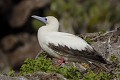  
 Galapagos 
 Equateur 
 Parc National des Galapagos 
 Oiseau  