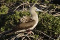  
 Galapagos 
 Equateur 
 Parc National des Galapagos 
 Oiseau  