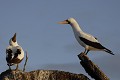 Fou masqué sur l'île de Génovesa 
 Galapagos 
 Equateur 
 Parc National des Galapagos 
 Oiseau  