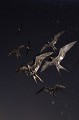  
 Galapagos 
 Equateur 
 Parc National des Galapagos 
 Oiseau 
 En vol 
 fillin au Flash  