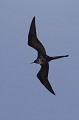  
 Galapagos 
 Equateur 
 Parc National des Galapagos 
 Oiseau 
 En vol 
 Silouette  