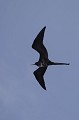  
 Galapagos 
 Equateur 
 Parc National des Galapagos 
 Oiseau 
 En vol 
 Silouette  