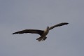  
 Galapagos 
 Equateur 
 Parc National des Galapagos 
 Oiseau 
 En vol  