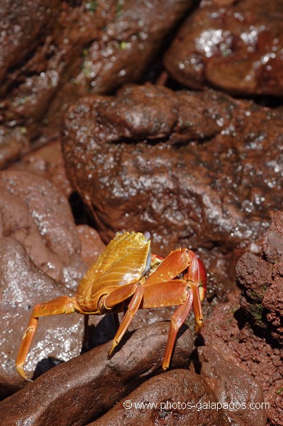 Crabe des Galapagos (Grapsus grapsus) île de Rabida - Galapagos