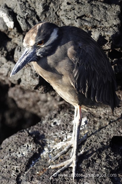 Bihoreau violacé des Galapagos (Nycticorax violaceus pauper) - île de Santiago - Galapagos