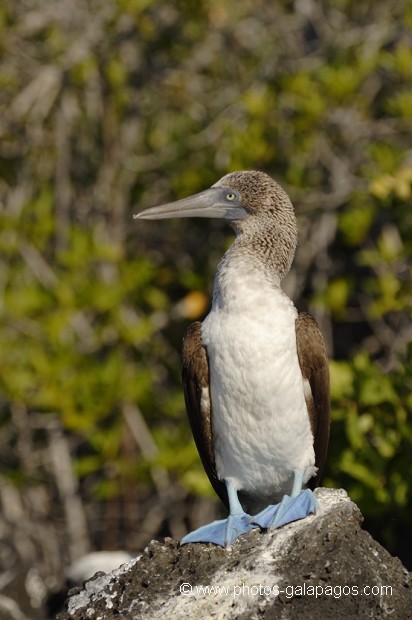 Fou à  pieds bleus (Sula nebouxii) - île de Santa Cruz (caleta Tortuga Negra) Galapagos 