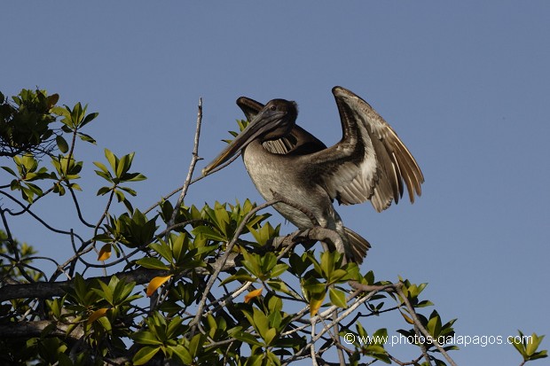 Pélican brun des Galapagos (Pelecanus occidentalis urinator) - île de Santa Cruz (caleta Tortuga Negra) Galapagos 