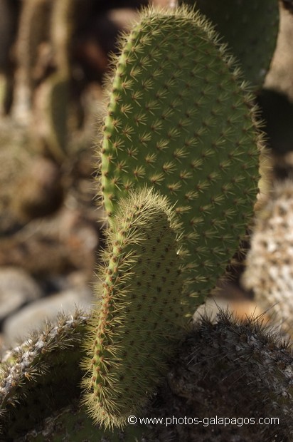 Cactus géant (Opuntia echios) - Détail de raquettes, île de south Plaza - Galapagos