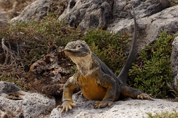 Iguane terrestre des Galapagos (Conolophus subcristatus) - île de south Plaza - Galapagos