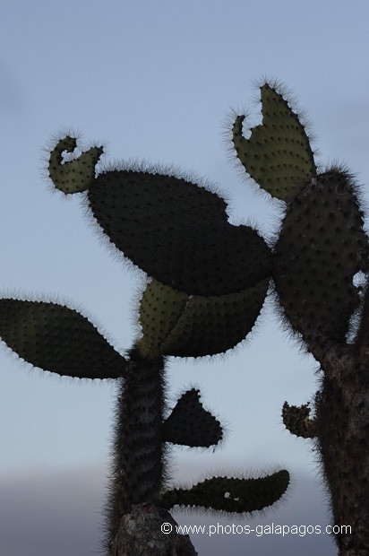 cactus géants (Opuntia Cactacea) - Détails - ïle de Santa Fé -  Galapagos