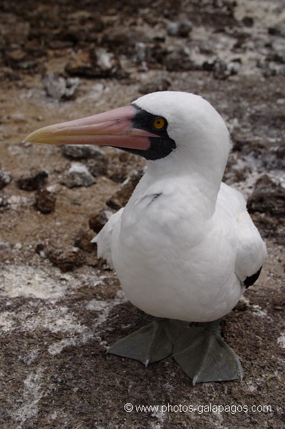 Fou masqué (Sula dactylatra) - île de Genovesa - Galapagos