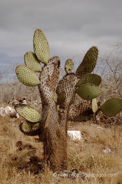 Cactus géants (Opuntia Cactaceae) - ïle de North Seymour - Galapagos