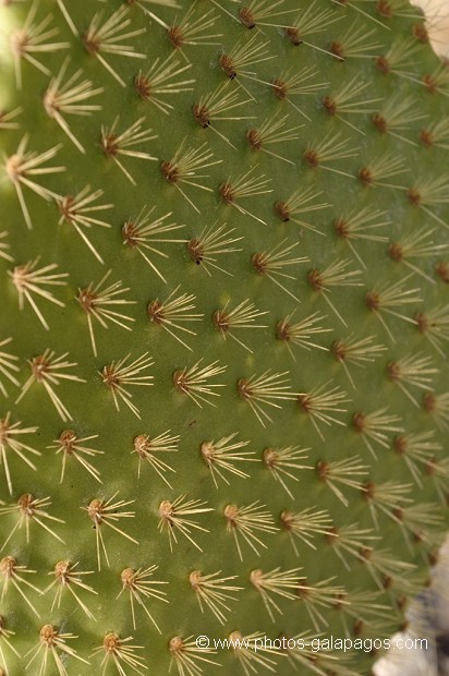 Raquette de cactus géants (Opuntia Cactaceae) ïle de south Plaza - Galapagos