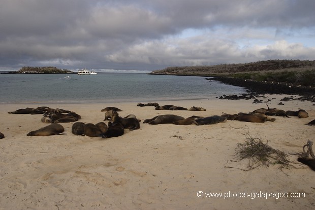 Colonie d'otaries des Galapagos (Zalophus californianus wollebaeki)  sur l'ïle de Santa Fé -  Galapagos