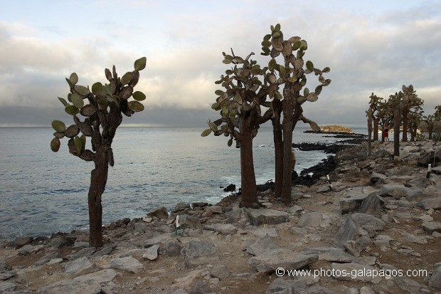 cactus géants (Opuntia Cactaceae) - ïle de Santa Fé -  Galapagos