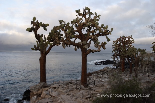 cactus géants (Opuntia Cactaceae) - ïle de Santa Fé -  Galapagos