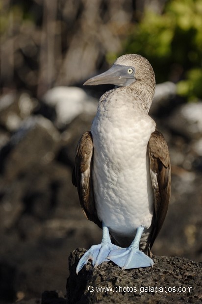 , Galapagos , Equateur , Parc National des Galapagos , Oiseau  , Parc National des Galapagos, Equateur  
