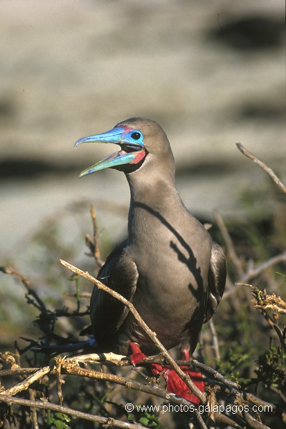  , Parc National des Galapagos, Equateur  