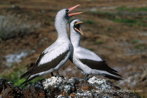  , Parc National des Galapagos, Equateur  