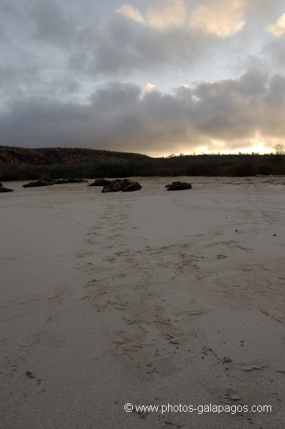 Plage de sable Blanc et traces d'otaries - ïle de Santa Fé -  Galapagos